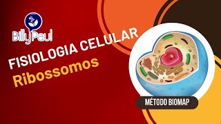 🔴 Ribossomos  Prof Billy Paul  Método BioMap  Download na descrição [upl. by Angelo]