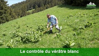 Le contrôle du vérâtre blanc Veratrum album [upl. by Nidroj448]