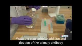 How To Perform an Indirect ELISA [upl. by Annaeerb674]