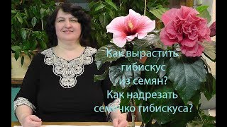 Как вырастить Гибискус из семян Как надрезать семечко Гибискуса фильм Ольги Пряниковой [upl. by Aimak]