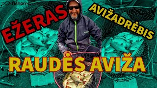 Ežeras  Raudės aviža  Avižadrėbis [upl. by Alak]