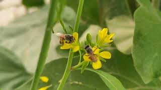 Honey bees 🐝 in our garden 🏡 [upl. by Maxie]