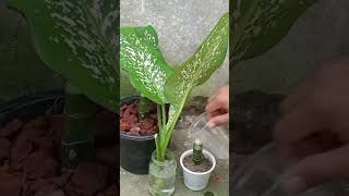 Dieffenbachia Tropic Snow Propagation for Beginners Even You Can Do It [upl. by Noraha]