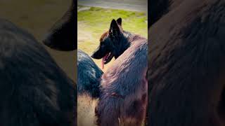 German Shepherd Dog mating  Dog Mating  Jeggy mating done shortvideo foryou viral dog [upl. by Lail]