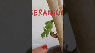 GERANIUM PROPAGATION [upl. by Odette]