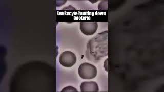 Leukocyte hunting down bacteria shorts viral leukocyte [upl. by Rachel647]