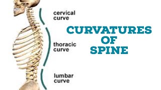 Curvatures of vertebral column [upl. by Giraud]