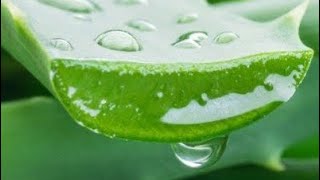 Benefits of aloe Vera [upl. by Medardas]