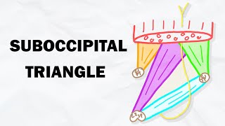 The Suboccipital Triangle  Muscles and Contents [upl. by Yule906]