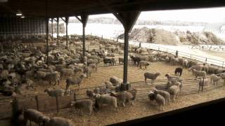 How to prep sheep for the showring [upl. by Sternick]