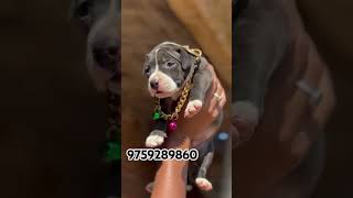 labrador haldwanipetshop dogbreed dehradun pets delhidogsaleandpurchaseatlowprice viralvideo [upl. by Hurley]