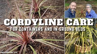 🌴 Cordyline Care  Cordyline Plant  SGD 351 🌴 [upl. by Constanta]