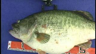 Manabu Kurita World Record Largemouth Bass [upl. by Atterrol]