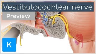 Vestibulocochlear nerve anatomy and function preview  Human Neuroanatomy  Kenhub [upl. by Iat179]