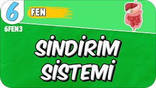 Sindirim Sistemi 📗 6FEN3 2025 [upl. by Navnod]