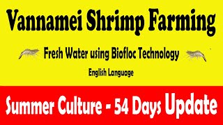 Vannamei Shrimp Farming in Biofloc System  54 Days Update  Summer Culture in English [upl. by Aienahs]