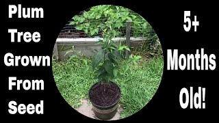 How To Grow Plum Trees From Seed Just Over 5 Months Old [upl. by Ateval723]