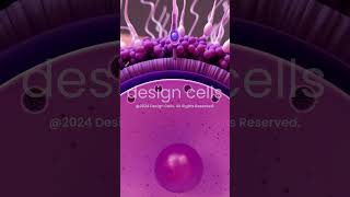 Human Fertilization Process in 3D [upl. by Lenad]