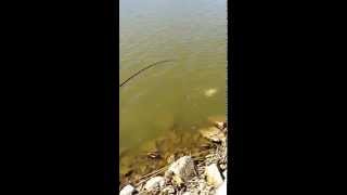 Carp fishing on Lake Nasworthy San Angelo TX [upl. by Nowyt]