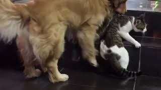 Golden Retriever stops cat friend from fighting [upl. by Yrrehc]