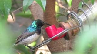 Whitebellied Sunbird and Amethyst Sunbird drinking [upl. by Robers]