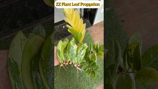 Zz plant propagation From Just A few leaves [upl. by Fitzger]