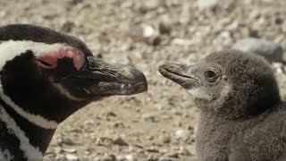 How One Penguin Started a Whole Colony  Close Encounters  BBC Earth [upl. by Yoreel1]