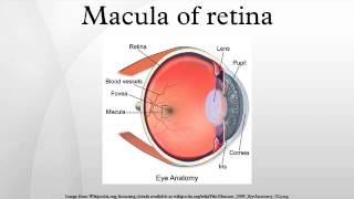 Macula of retina [upl. by Zola237]