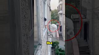 Cat Falling Off Ledge 🐈😱 [upl. by Mungovan]