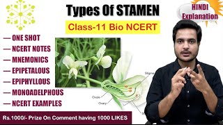 Types of stamen  flower morphology  Class 11 biology video  NCERT  MBBS BABA 🌸 [upl. by Camp]