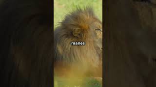 Why Do Lions Live in Clans 🦁 shorts lion wildlife [upl. by Arabella965]