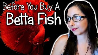 Betta Fish Care Guide 🐟 Betta Fish Care Diet and Tank Set Up  Betta Splendens [upl. by Eetsirk]