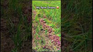 my farm onions 🧅 [upl. by Kemble]