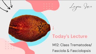 PARASITOLOGYM12 INTRO TO TREMATODES FASCIOLA amp FASCIOLOPSIS [upl. by Lentha]