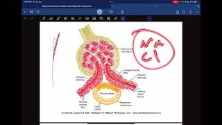 Renal physiology  renal clearance and autoregulation [upl. by Galloway926]