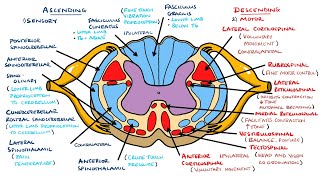 Ascending and Descending Spinal Cord Tracts Made Easy [upl. by Ahsened]