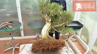 Olivo  De maceta de entrenamiento a bonsai  Bonsai Colmenar [upl. by Rubin]