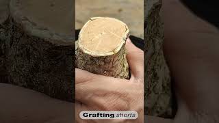 New grafting tree rare collection l grafting shorts [upl. by Benenson]