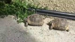 TURTLES MATING AND MAKING FUNNY SOUNDS [upl. by Birgit]