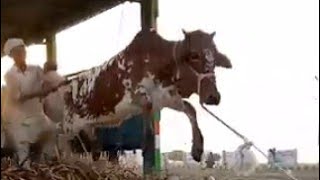 Pakistani Biggest Cattle Market Cow Unloading Cow Vlog 2024 [upl. by Robby]