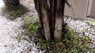 Doughertys Garden  Caryota mitis  Fishtail Palm Tree  08 [upl. by Nayarb411]