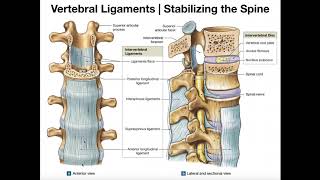 The Major Ligaments of the Spine [upl. by Aehsa250]