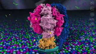 The F0F1 ATPase and ATP Production BioVisions [upl. by Yesrej76]