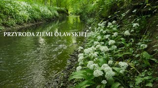 Przyroda Ziemi Oławskiej [upl. by Questa]