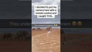 Amazing Elephants capture caught unaware 😭🙈🫶watch till the end ❤️🐘🐘wildlwildlifeelephant [upl. by Attikin]