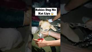 Rabies Dog Ne Kat Liya 😱  minivlog [upl. by Eustashe]