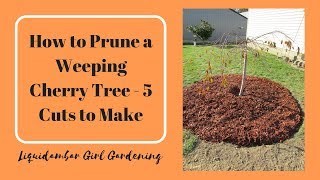 How to Prune a Weeping Cherry Tree  5 Cuts You Should Make [upl. by Statis]