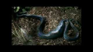 Reptiles amp Amphibians Documentary E1 Part 4 [upl. by Lederer]