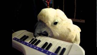 Cockatoo Writes and Plays his Own Song on Piano AMAZING [upl. by Linda]