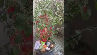 Kaise Hoti hai Tulsi Puja [upl. by Philipines139]